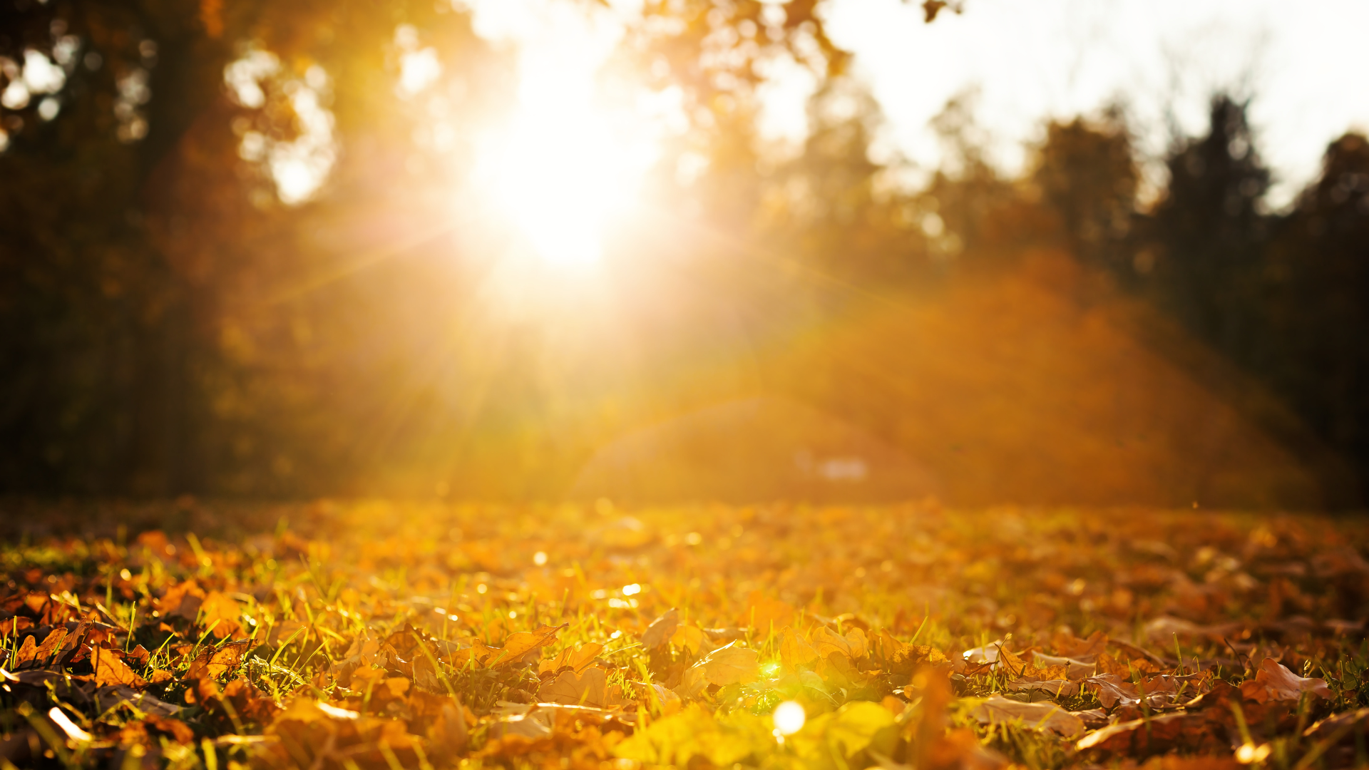 Transitioning Your Body from Summer to Fall: Tips for a Smooth Change