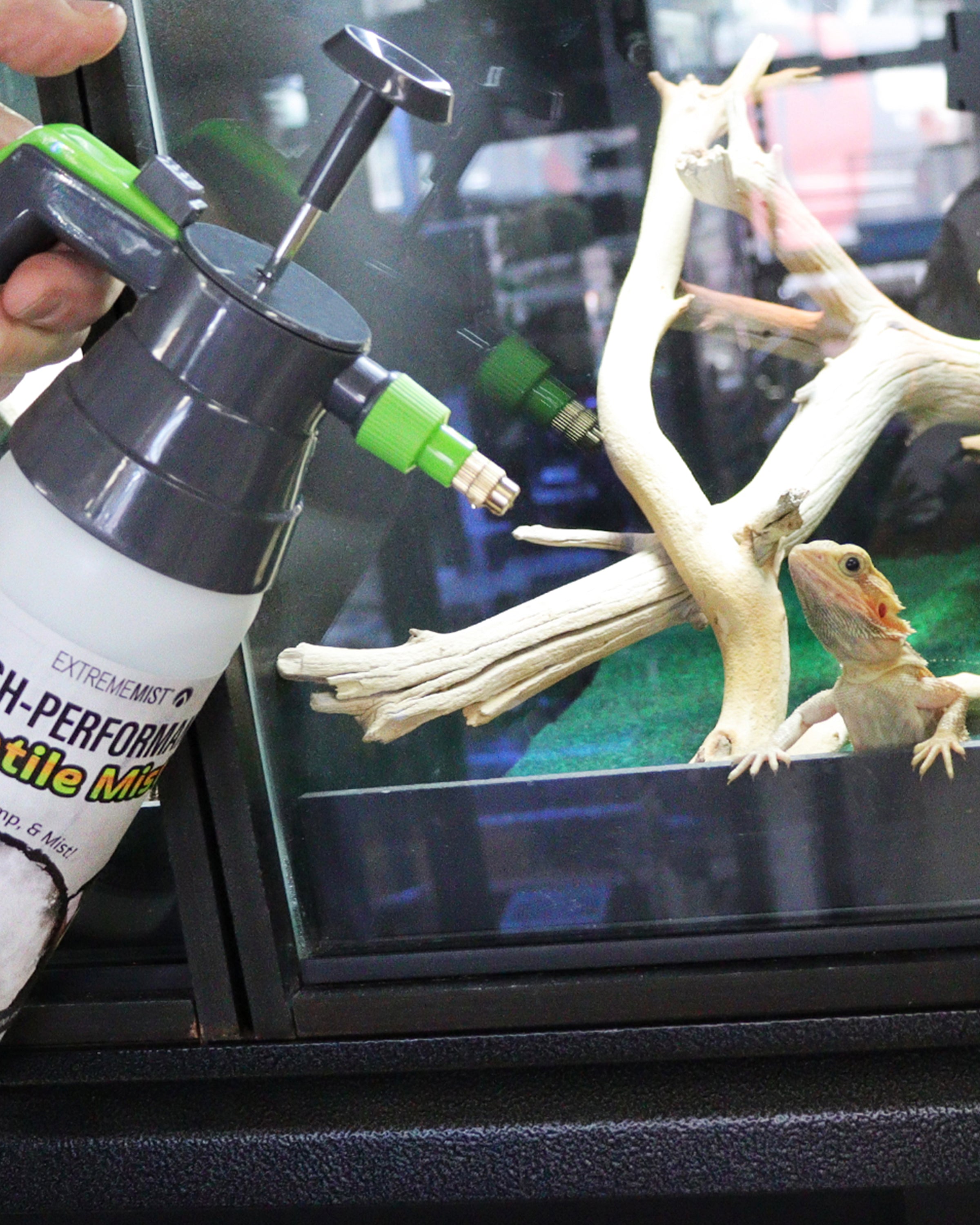 reptile mister pump-up sprayer pointed at lizard in reptile enclosure