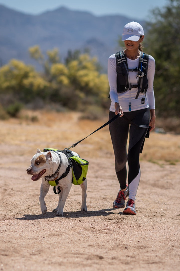 dog being walked wearing misting vest