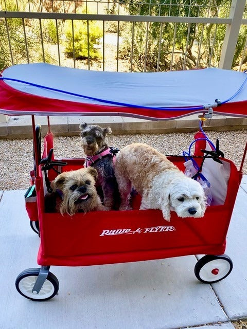 dogs in wagon being cooled by portable misting system