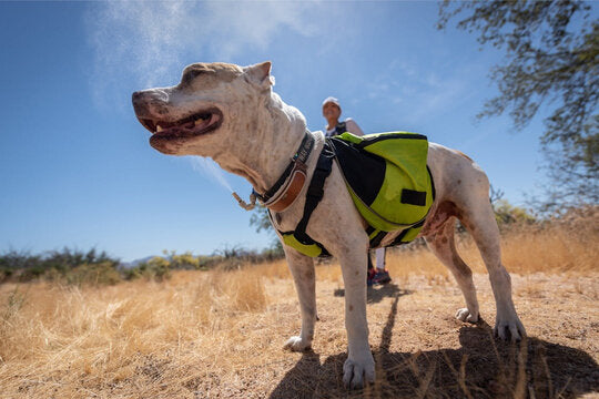 retrofit misting kit on dog wearing vest