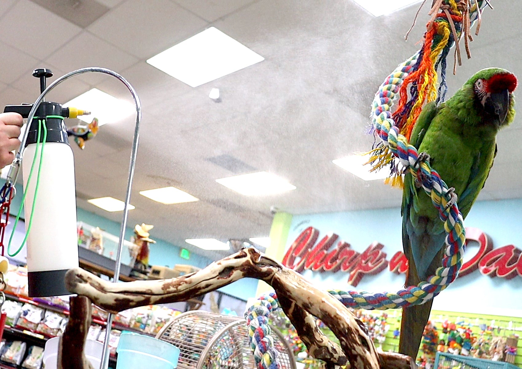 bird mister pump-up sprayer spraying mist on parrot
